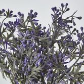 Santa Maria Bush with Purple Flowers