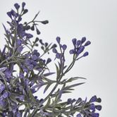 Santa Maria Bush with Purple Flowers