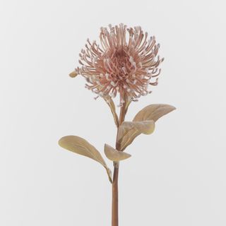 Brown Leucospermum