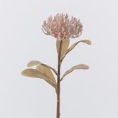 Brown Leucospermum