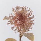 Brown Leucospermum