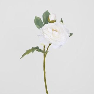 Peony With Bud Stem White