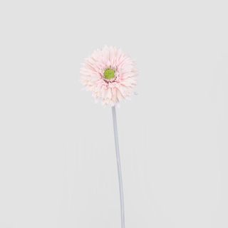 Gerbera Stem Pink