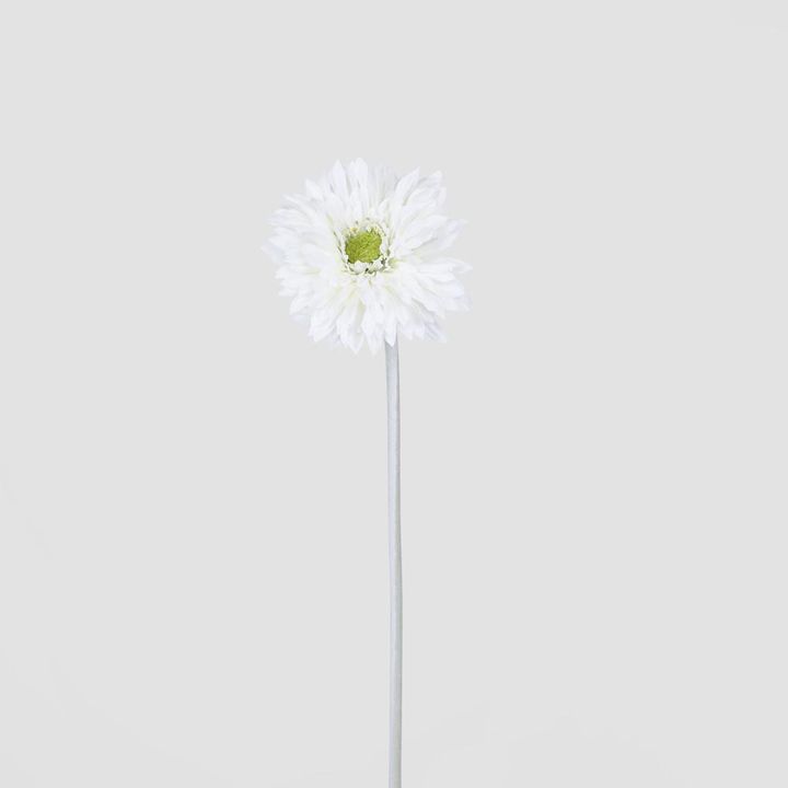 Gerbera Stem White