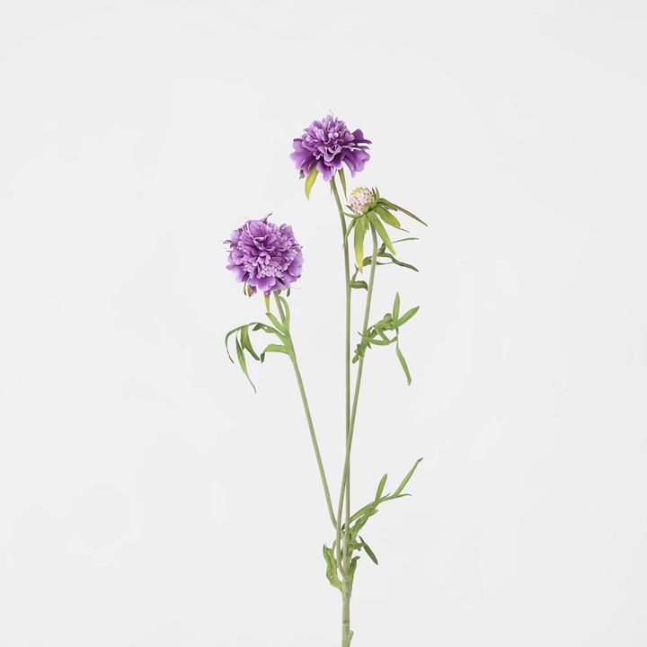 Scabiosa Stem Purple