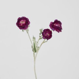 Ranunculus Stem With 3 Heads Magenta