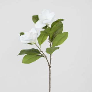 Magnolia Stem White