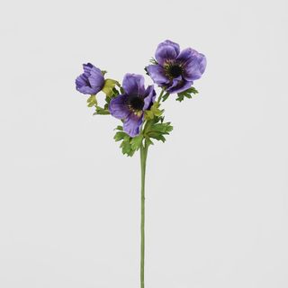 Anemone Stem Purple