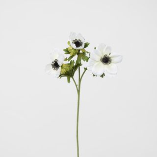 Anemone Stem White