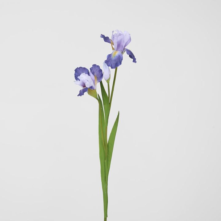 Iris Stem Purple