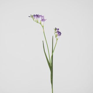 Freesia Stem Purple