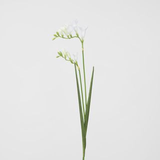 Freesia Stem White