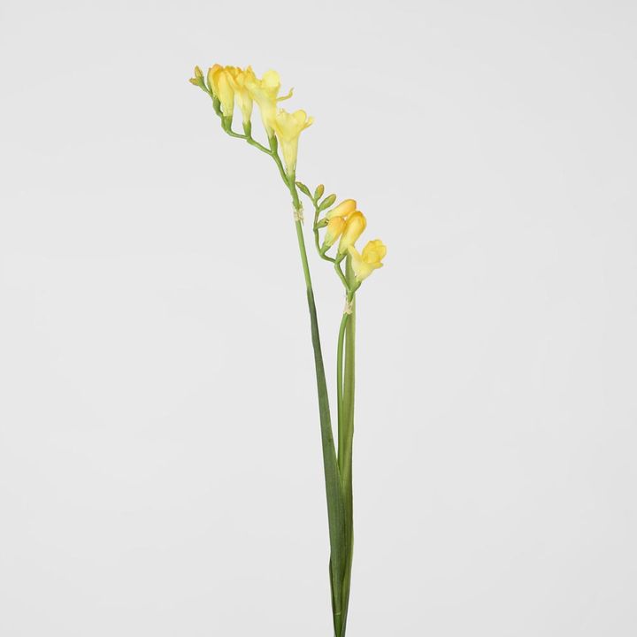 Freesia Stem Yellow