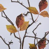 Chinese Parasol Leaf Branch