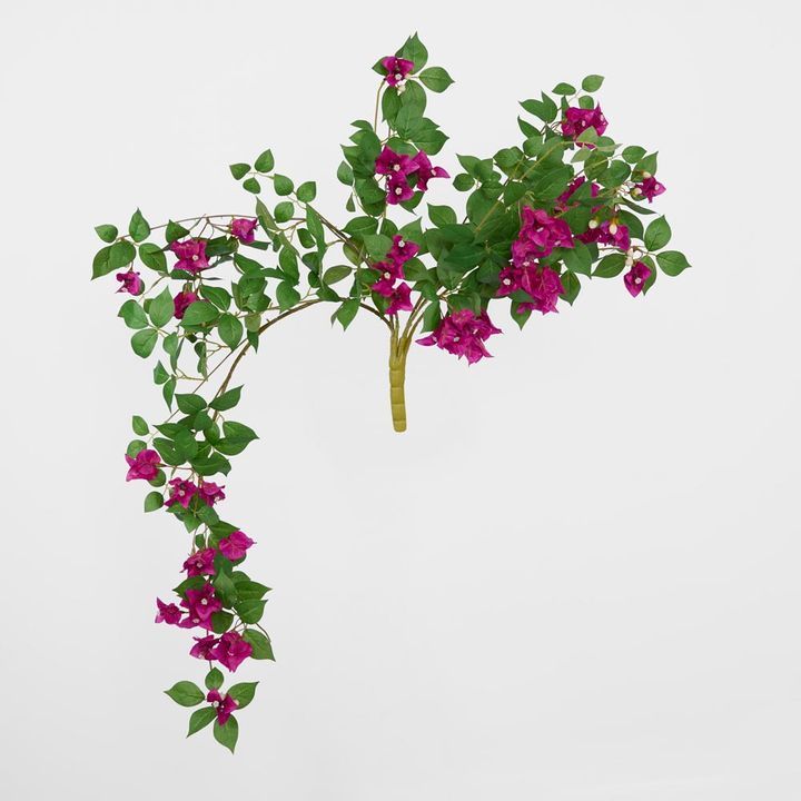 Bougainvillea Bush Purple