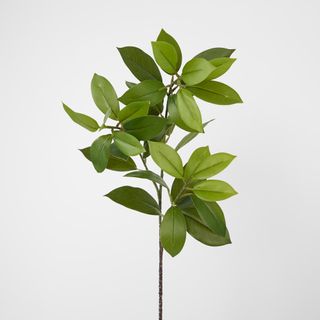Leaf Stem