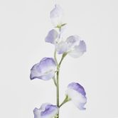 Blue Sweetpea