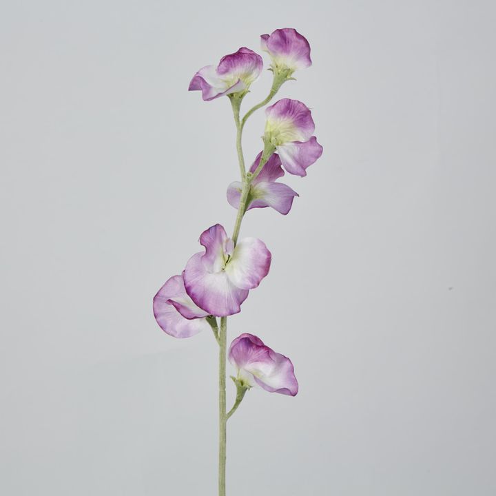 Pink Sweetpea