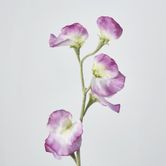 Pink Sweetpea