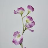 Pink Sweetpea