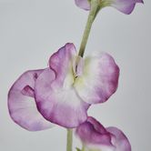 Pink Sweetpea