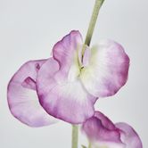 Pink Sweetpea