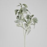 Lambs Ear 71CM Green