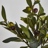 Olive Leaf Branch with Olives