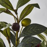 Olive Leaf Branch with Olives