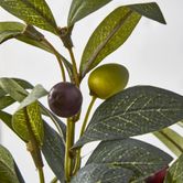 Olive Leaf Branch with Olives