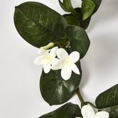 Stephanotis Garland 6FT