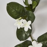 Stephanotis Garland 6FT