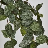 Fittonia Hanging Bush x 9