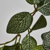 Fittonia Hanging Bush x 9