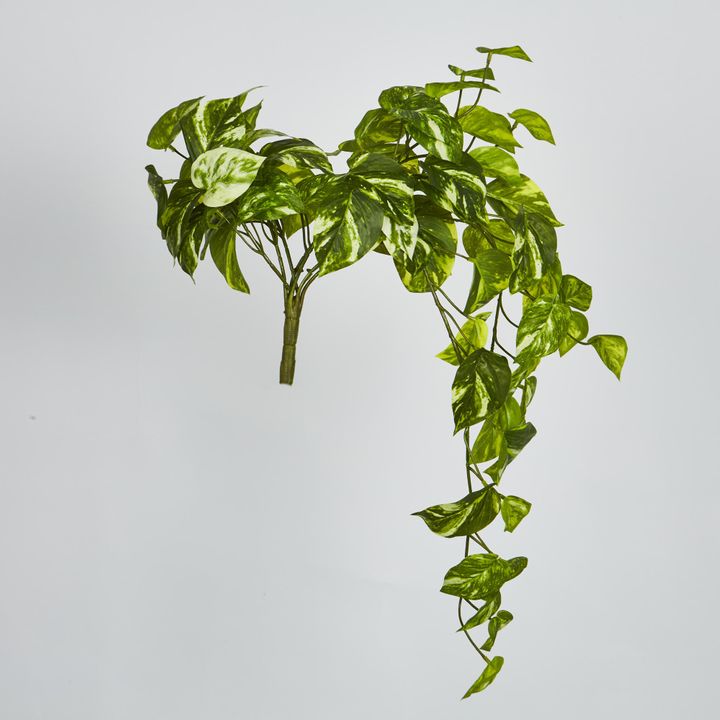 Marble Pothos Hanging Bush x 8 79 leaves