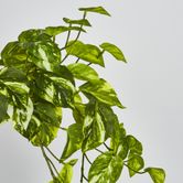 Marble Pothos Hanging Bush x 8 79 leaves