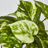 Marble Pothos Hanging Bush x 8 79 leaves