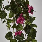 Bougainviilea Hanging Bush x 12