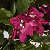 Bougainviilea Hanging Bush x 12