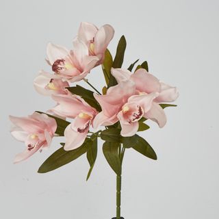 Cymbidium Bush 7 Flowers Peach Pink