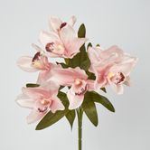 Cymbidium Bush 7 Flowers Peach Pink