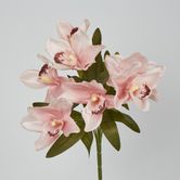 Cymbidium Bush 7 Flowers Peach Pink