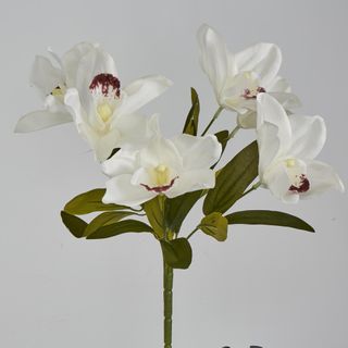 White Cymbidium Bush 7 Flowers