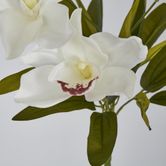 White Cymbidium Bush 7 Flowers