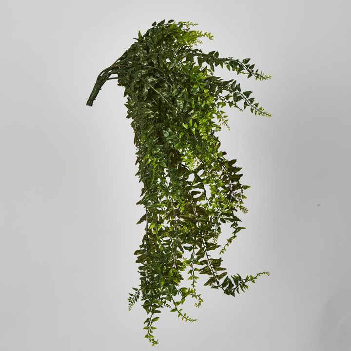 Hanging Bakers Fern x 24