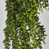 Hanging Bakers Fern x 24