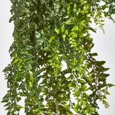 Hanging Bakers Fern