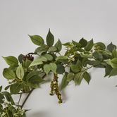 6ft Green Ficus Fittonia Berry Garland