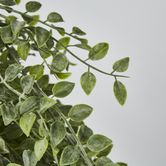 Hanging Boxwood Bush