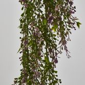 Boxwood Hanging Vine x 5 with Purple Berries